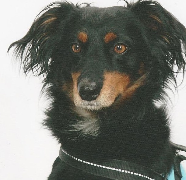Schulhund Ronny klein1
